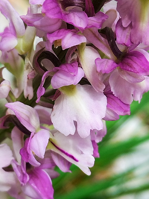 Orchis x Beyrichii e x Haussknechtii