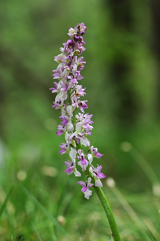 Orchis x Beyrichii e x Haussknechtii