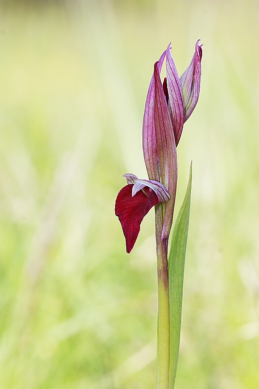  Serapicamptis garbariorum