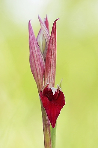  Serapicamptis garbariorum