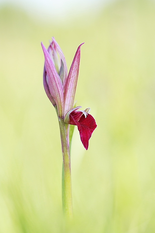  Serapicamptis garbariorum