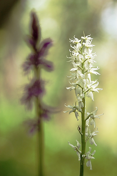 Orchis mascula speciosa albina