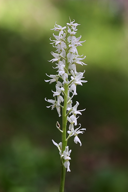 Orchis mascula speciosa albina