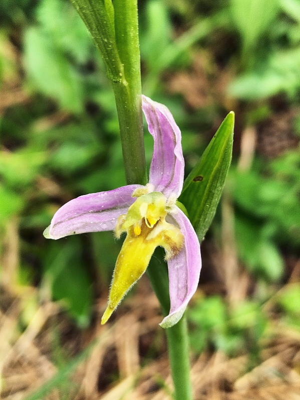 Ophrys apifera var. trollii e chlorantha