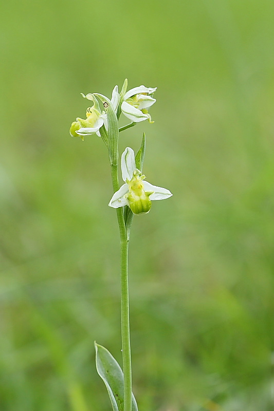 Ophrys apifera var. trollii e chlorantha