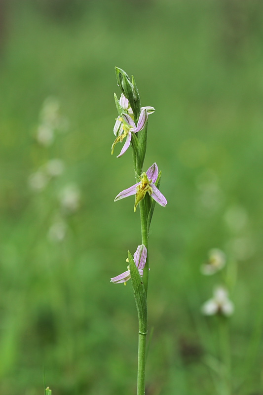 Ophrys apifera var. trollii e chlorantha