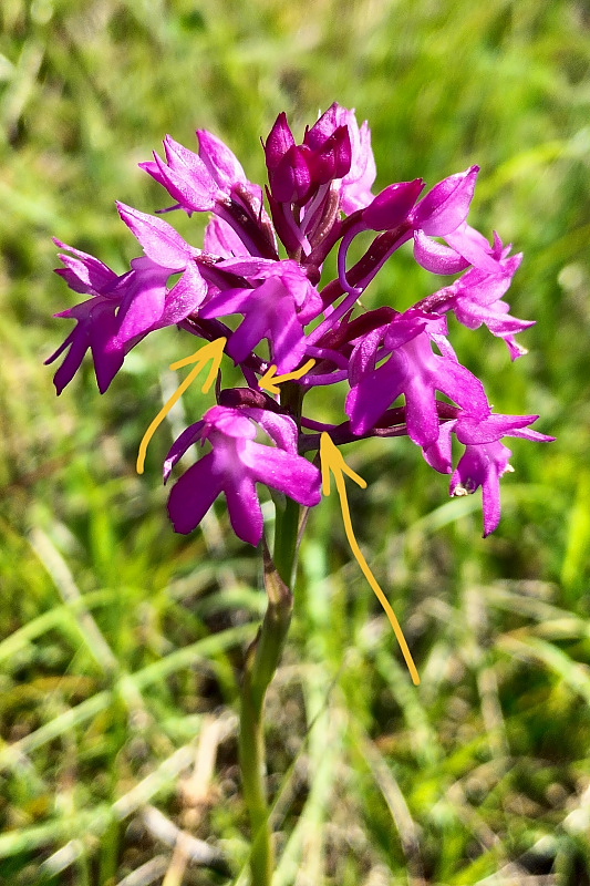 Anacamptis  berica?
