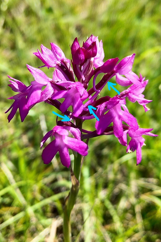 Anacamptis  berica?