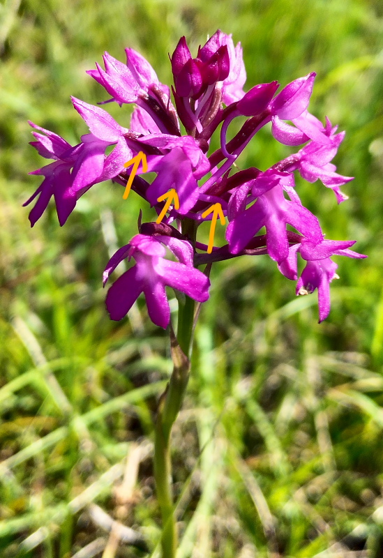 Anacamptis  berica?