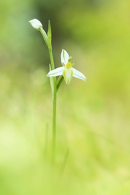 Ophrys apifera purpurata albina (ex tilaventina)
