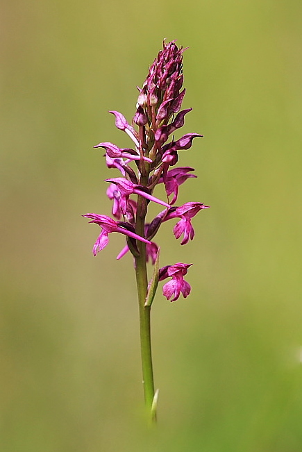 Anacamptis x simorrensis