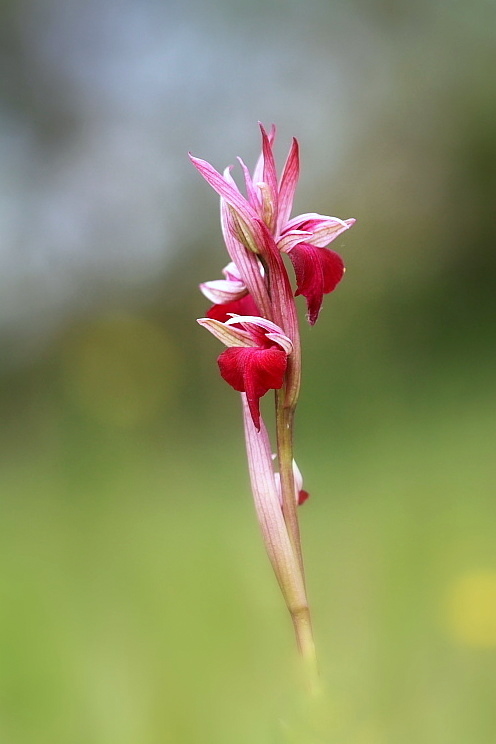  Serapicamptis garbariorum