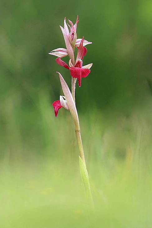  Serapicamptis garbariorum