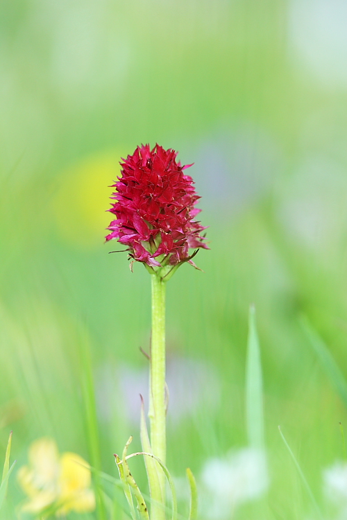 Nigritella perazzana