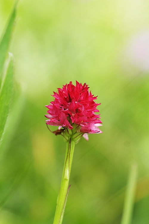Nigritella perazzana