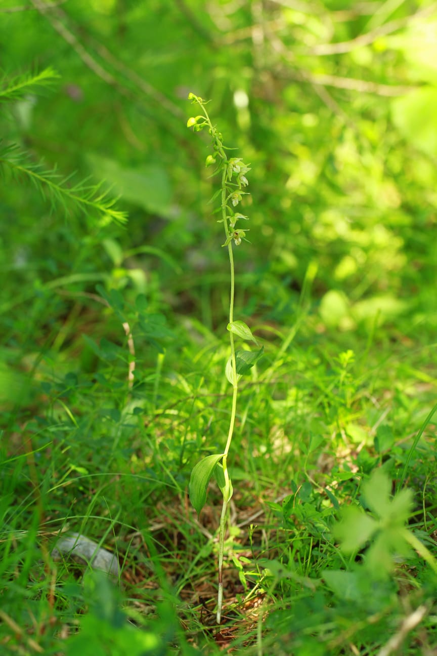 Epipactis da determinare