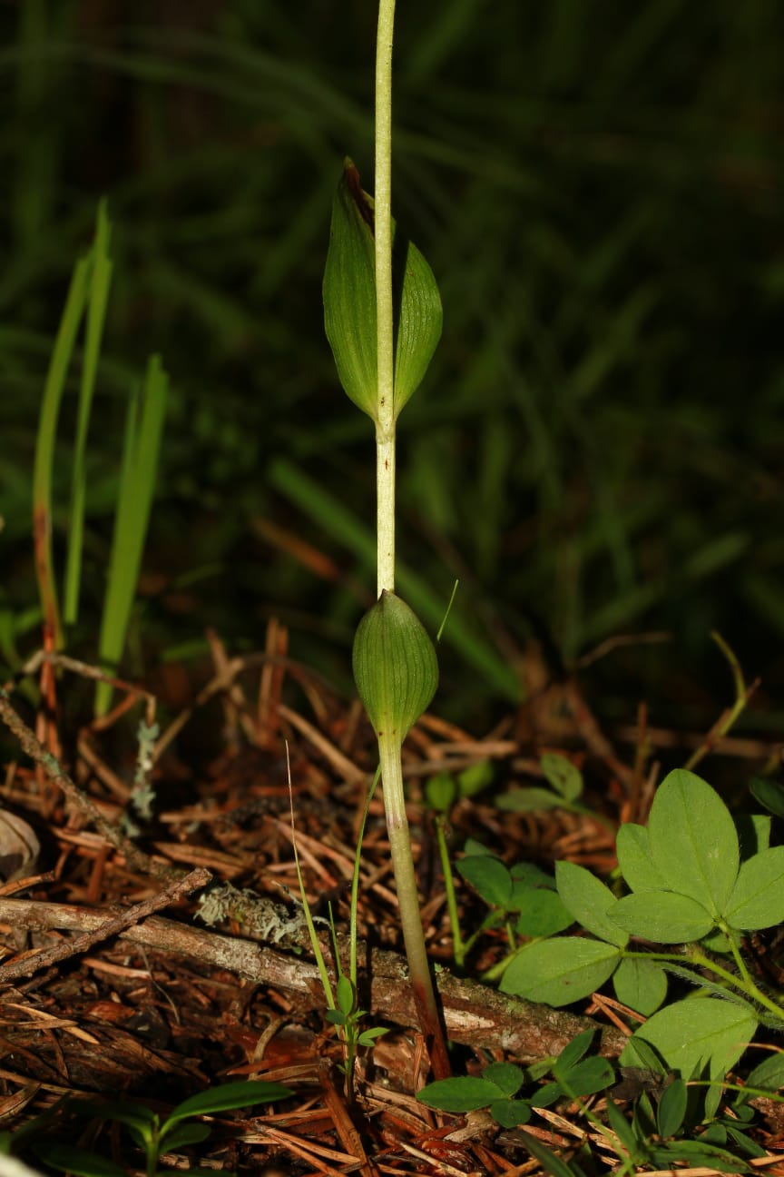 Epipactis da determinare
