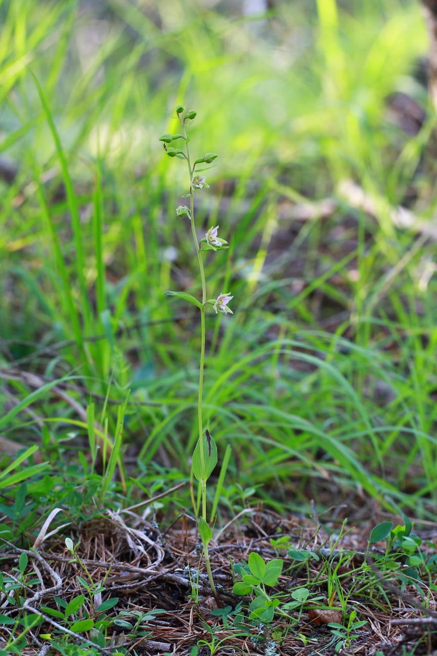 Epipactis da determinare