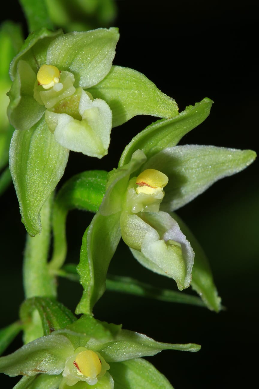 Epipactis da determinare