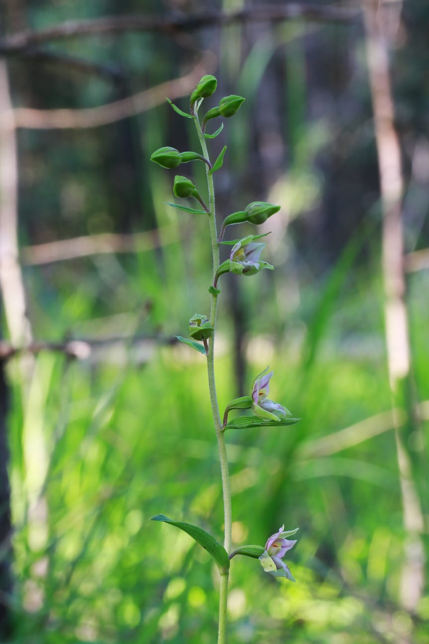 Epipactis da determinare