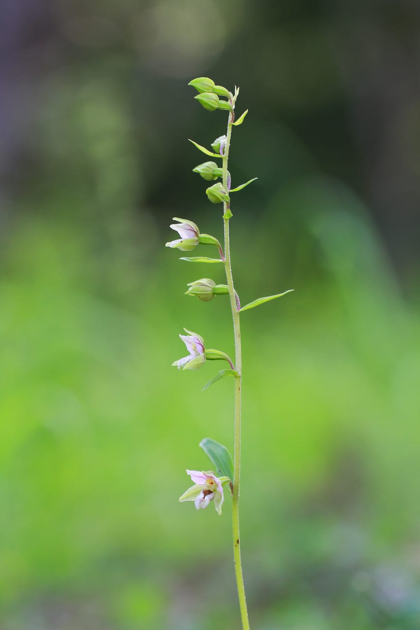 Epipactis da determinare