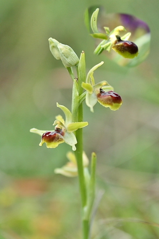 Ophrys minipassionis (Emilia-Romagna, Appennino Faentino)