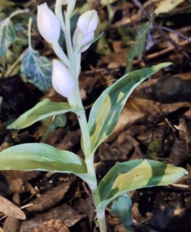 Buone Festivit� 2025/2026!