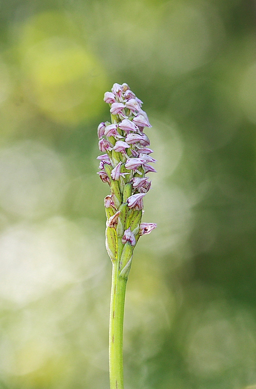 Neotinea maculata