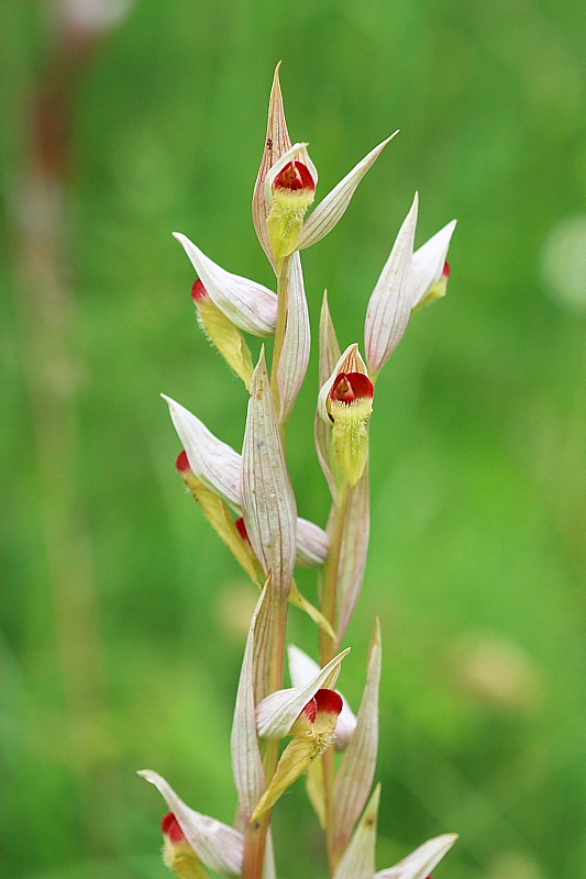 Serapias vomeracea var. tricolor (?)