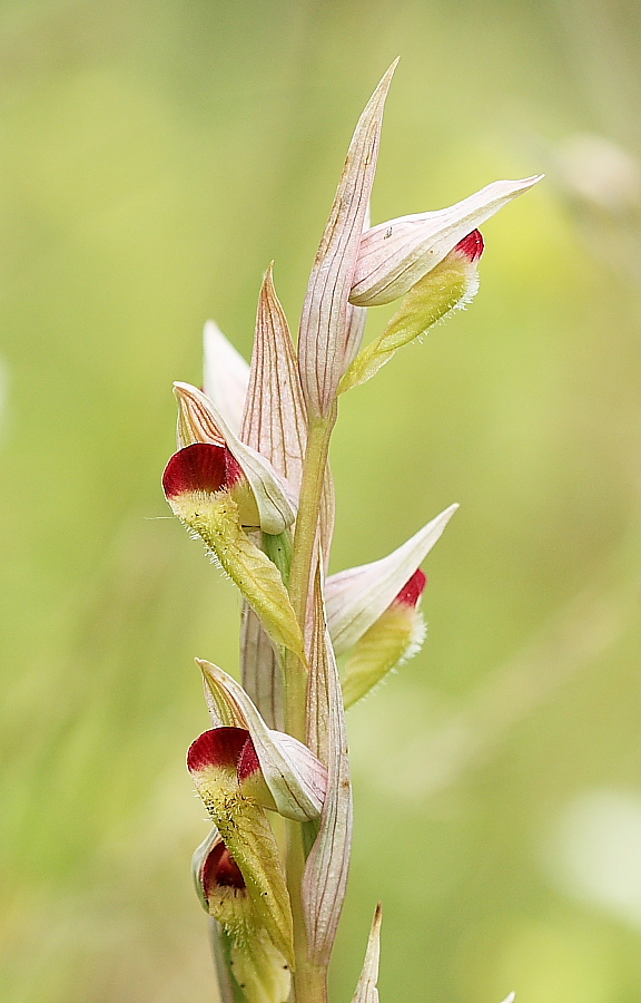 Serapias vomeracea var. tricolor (?)