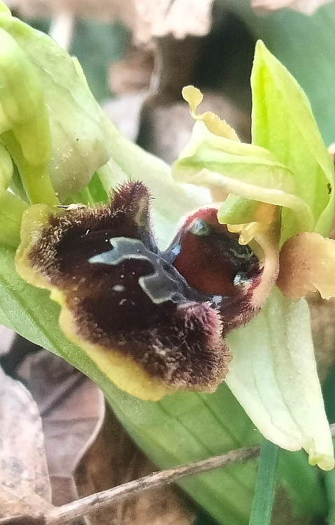 Ophrys sphegodes