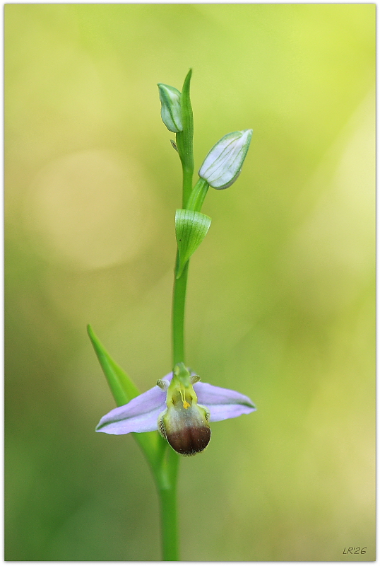 Ophrys apifera bicolor