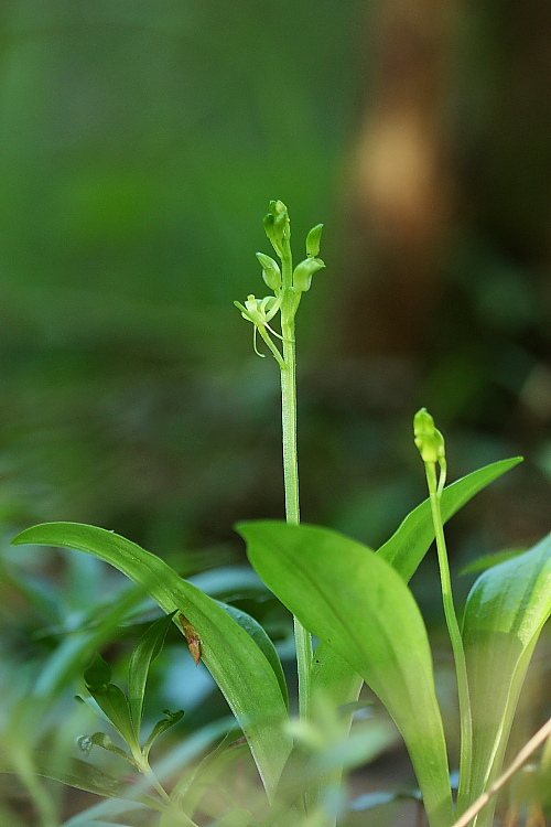 Liparis loeselii e Liparis nemoralis