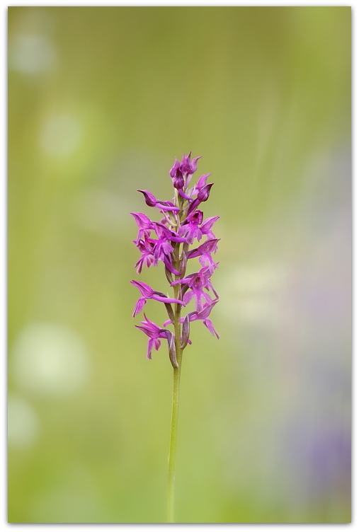 Anacamptis xsimorrensis (coriophora fragrans x pyramidalis)