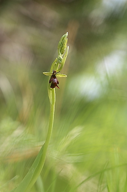 Ophrys fusca funerea e altro...