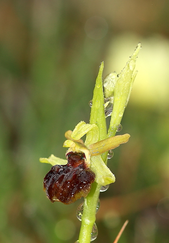 Ophrys sphegodes