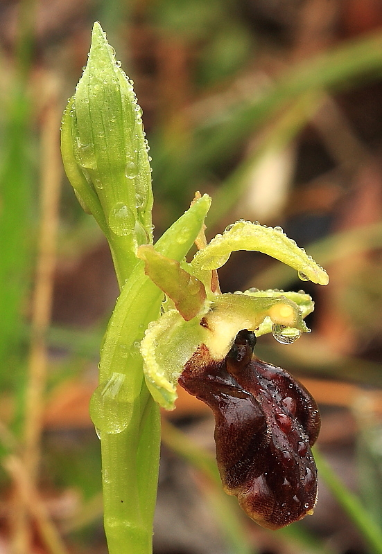 Ophrys sphegodes