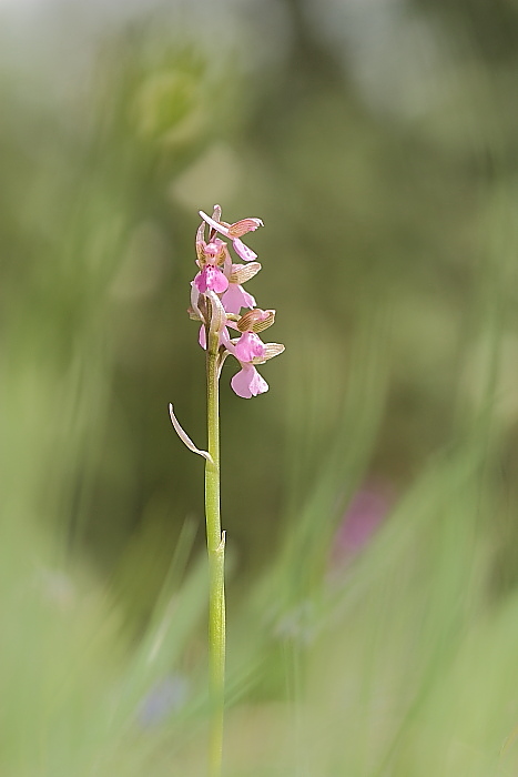 Ophrys fusca funerea e altro...