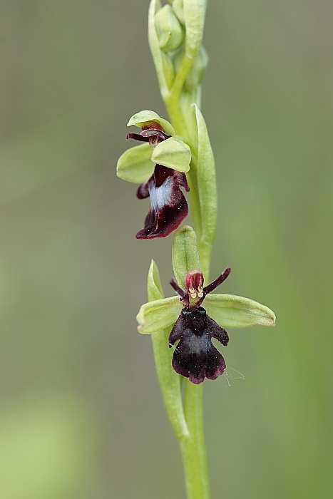 Ophrys fusca funerea e altro...