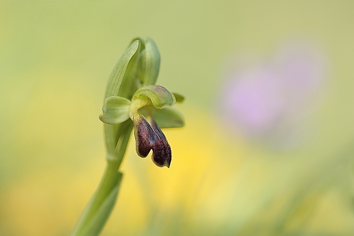 Ophrys fusca funerea e altro...