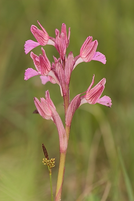 Papilionacea in Friuli!!!