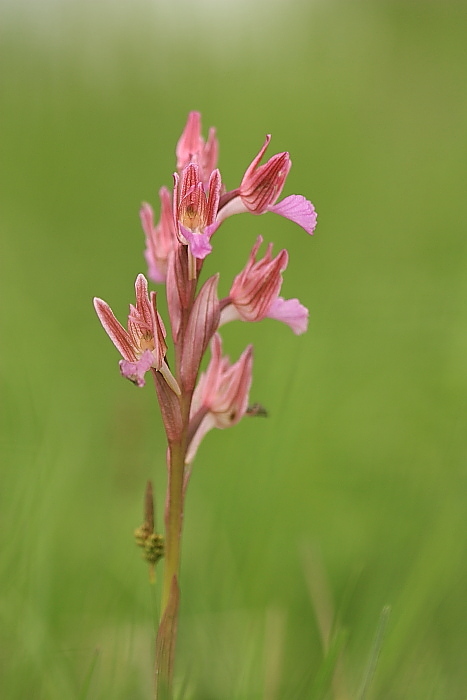 Papilionacea in Friuli!!!