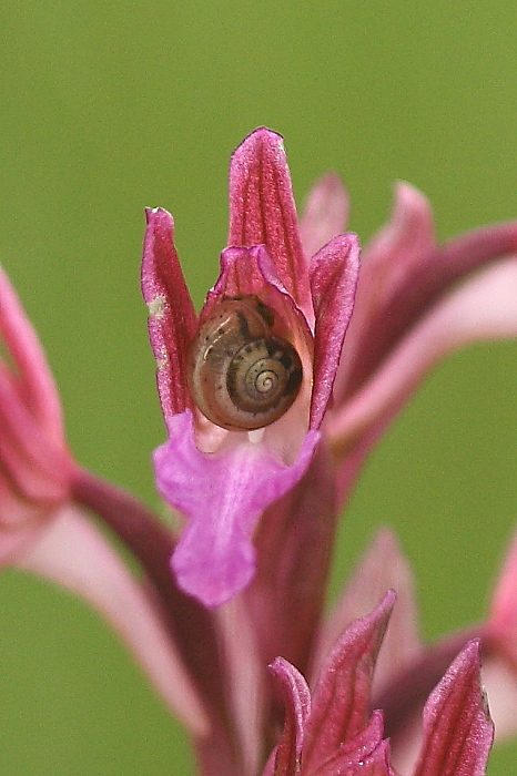 Papilionacea in Friuli!!!