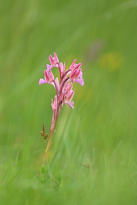 Papilionacea in Friuli!!!