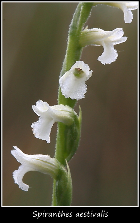 Spiranthes aestivalis e altre specie taglia mini