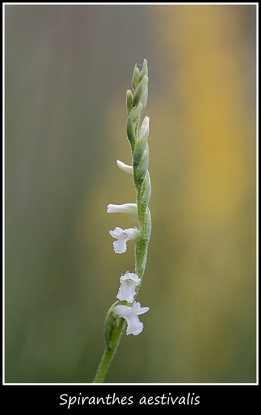 Spiranthes aestivalis e altre specie taglia mini