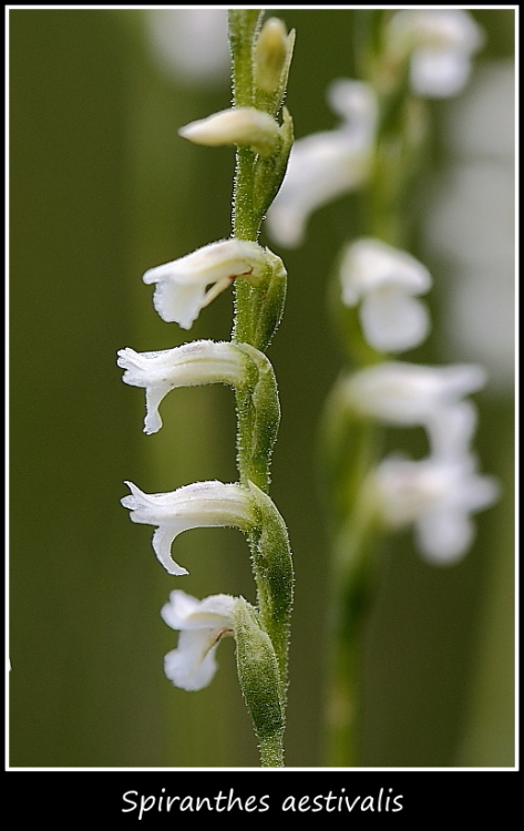 Spiranthes aestivalis e altre specie taglia mini