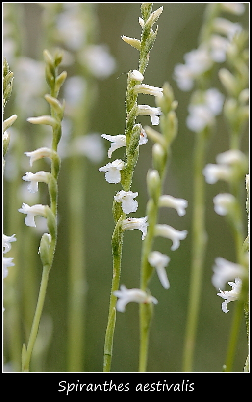 Spiranthes aestivalis e altre specie taglia mini