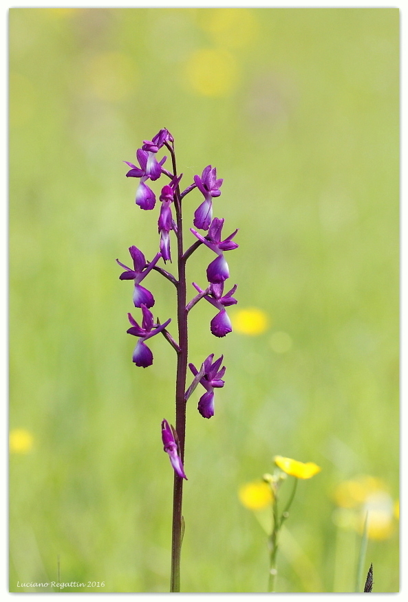 Anacamptis laxiflora / Orchide acquatica