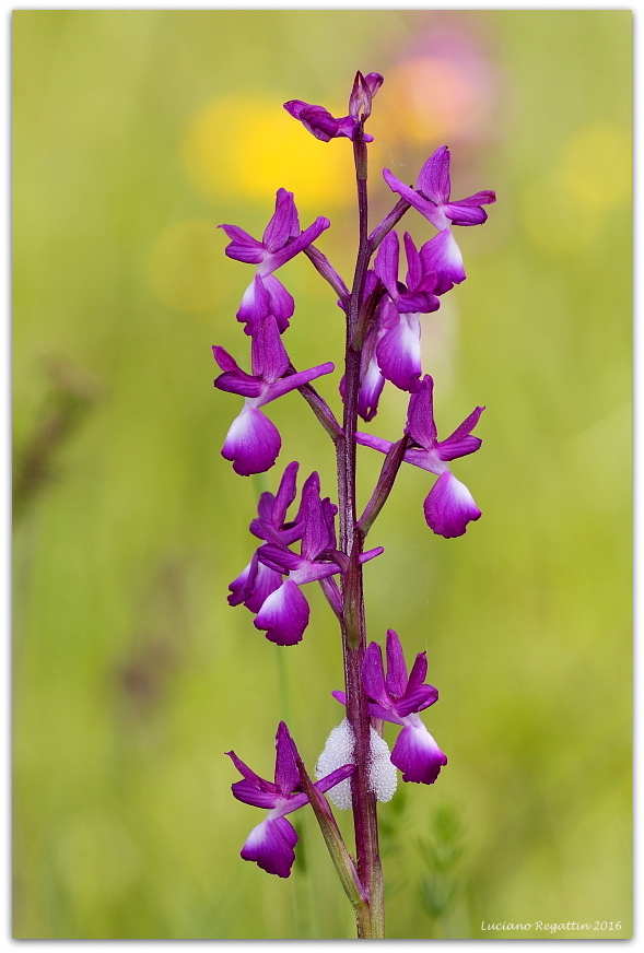 Anacamptis laxiflora / Orchide acquatica